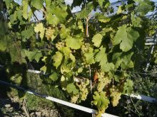 Weinrebe in Drahtanlage; Bild Susanne Mezger LEL