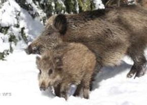 Schwarzwild; Bild LAZBW Wildforschungsstelle