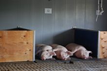 Projekt Pig Comfort; Bild LSZ Boxberg