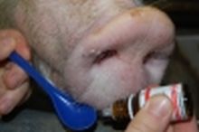 Medizin vergabe an Schwein, Gesundheit; Bild LSZ Boxberg