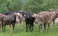 Bild: Kühe auf Weide - Matthias Schuhbeck/LEL