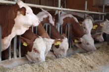 Mastbullen am Fressgitter; Bild Matthias Schuhbeck LEL