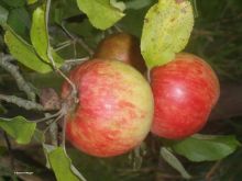 Mostäpfel hängen am Zweig; Bild Susanne Mezger LEL