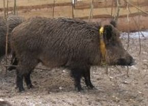 Senderschwein; Bild LAZBW Wildforschungsstelle