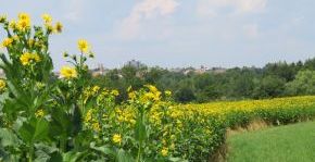 Durchwachsene Silphie; Bild Hermann Wiest