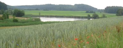 Weizenfeld mit Ackerbegleitflora; Bild Andreas Haenel