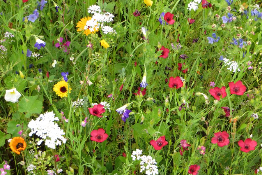 Blühmischung Gartenschau Mühlacker; Bild Martina Stock LEL