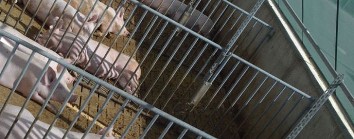 Auslauf Schweine; Bild LSZ Boxberg