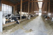 Milchvieh im Laufstall; Bild: Susanne Mezger LEL