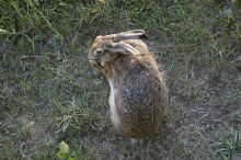Sitzender Feldhase; Bild Maximilian Mezger