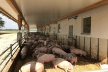 Mastschweine im eingestreuten Auslauf; Bild: Ralf Over LRA Göppingen