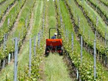 Weinlese; Bild Hebi B.Pixabay.com CC0 Public Domain