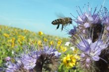 Biene, Blühmischung; Bild Andra Scholz LRA Alb-Donau-Kreis