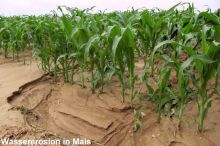 Wassererosion in Mais; Bild Andreas Dölz MLR