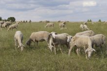 Merinoschafherde im NSG Hornberg bei Schwäbisch Gmünd; Bild Susanne Mezger LEL