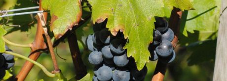 Trauben; Bild Claudia Müller LRA Ludwigsburg; Fotowettbewerb Landinfo 2014