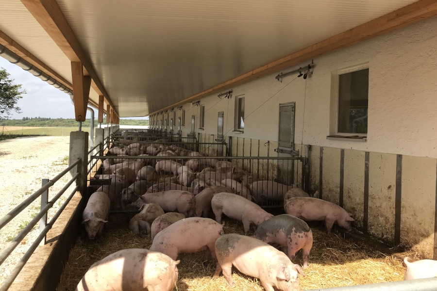 Mastschweine im eingestreuten Auslauf; Bild: Ralf Over LRA Göppingen
