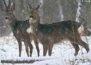 Rehe im Wald; Bild E.Marek LAZBW Wildforschungsstelle