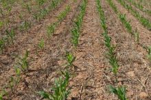 Ackerfeld; Bild LTZ Augustenberg