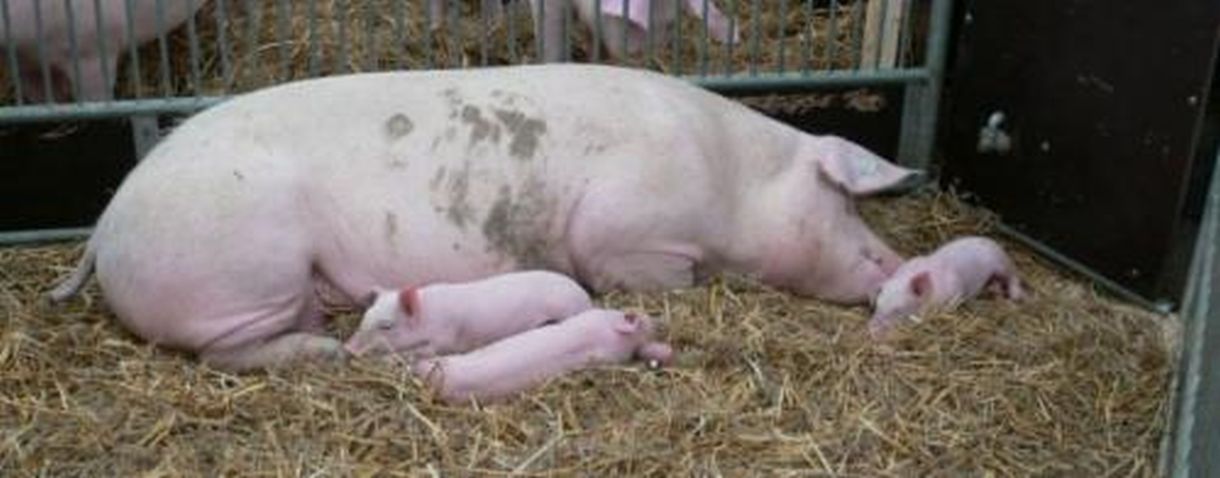 Ferkel und Sau auf Stroh, Landwirtschaftliches Hauptfest; Bild LSZ Boxberg