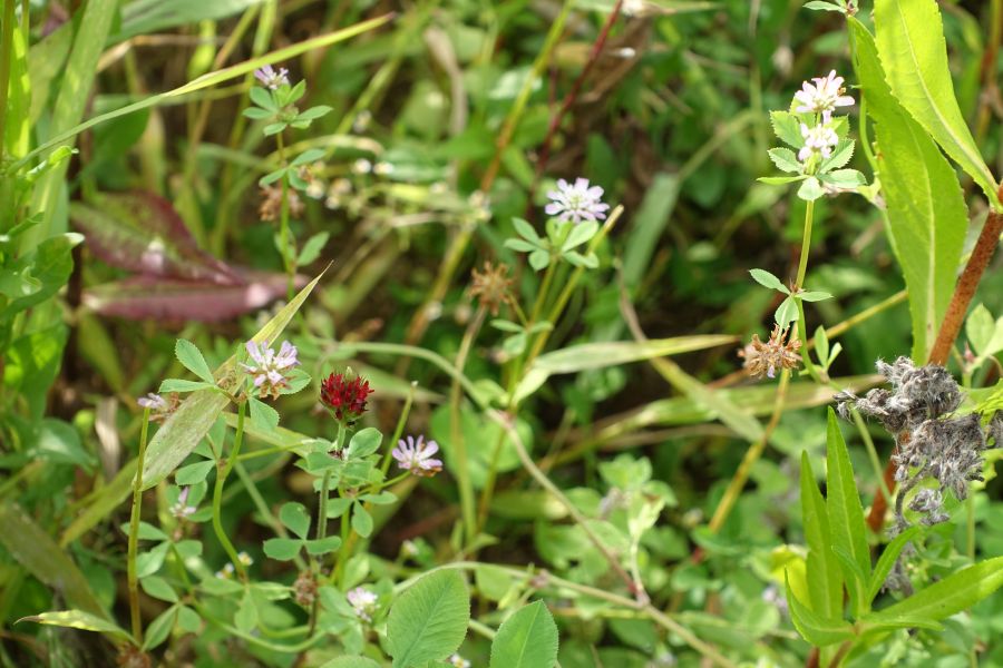 Perserklee und Inkarnatklee