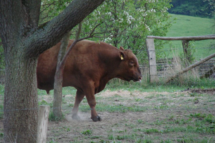 Bulle Deutsch Angus; Bild Jasmin Kalcher, LEL