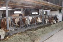 Fleckvieh am Fressgitter; Bild Ralf Over