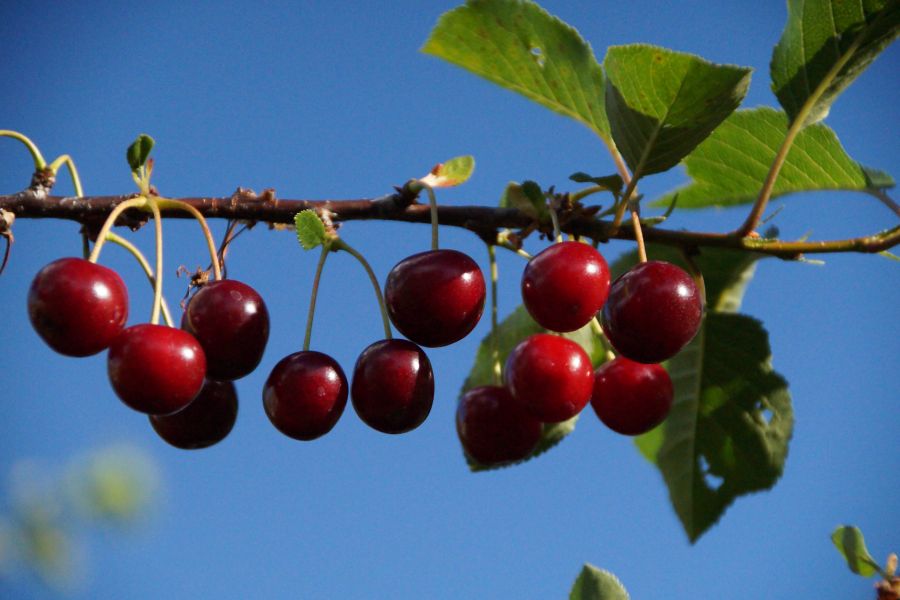 Sauerkirschen; Bild Martina Burkhardt LEL