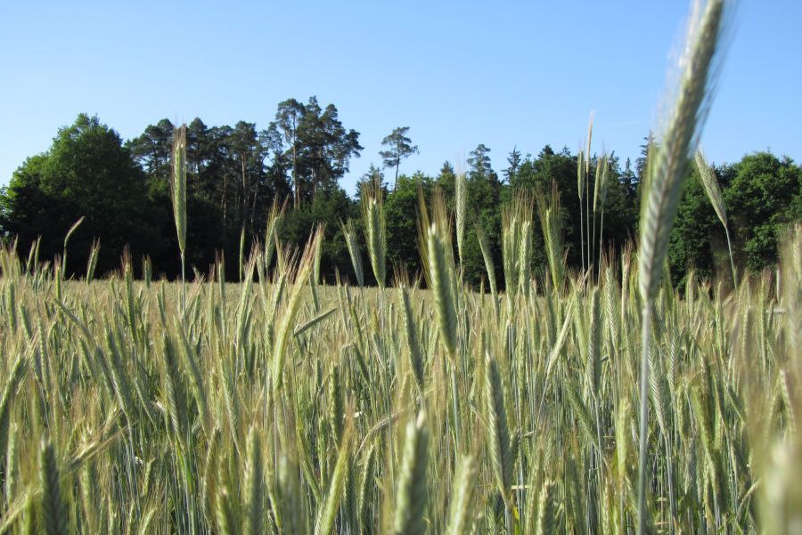 Getreide Feld; Bild Martina Stock LEL