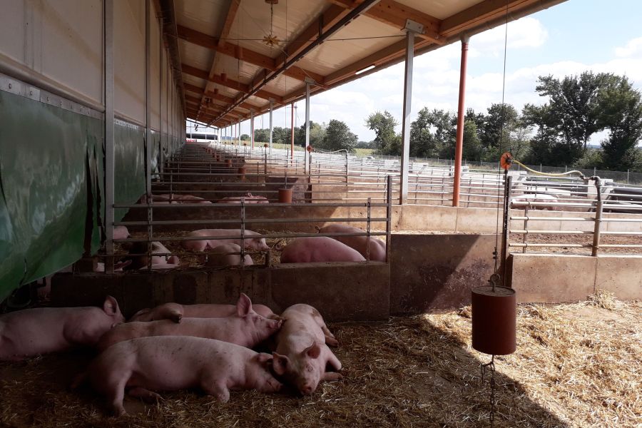 Bild: Schweine/LSZ Boxberg