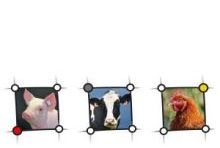 Bilder von links nach rechts: Schwein, Kuh, Huhn