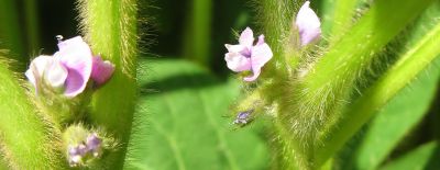 Sojablüte; Bild Susanne Mezger LEL