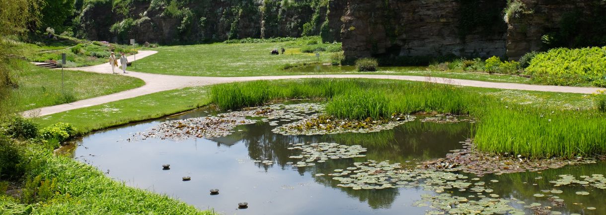Idylle, Natur Teich, Grün