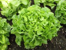 Salatkopf; Bild Martina Stock LEL