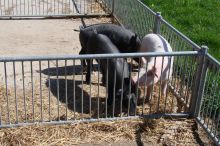 Schweine in aussen Anlage; Bild Jasmin Kalcher LEL