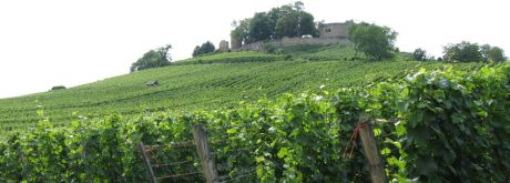 Weinberg; Bild Martina Stock LEL