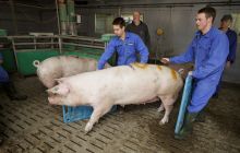 Schweine treiben Ausbildung LSZ, Bild: Potente MLR.