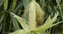 Maiskolben milchreif; Bild Susanne Mezger LEL