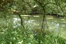 Jagst bei Bächlingen im Sommer; Bild Matthias Schuhbeck LEL