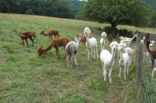 Alpakas geschoren; Bild Hermann Wiest