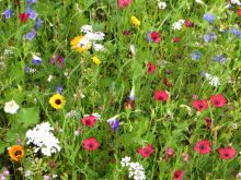 Blühmischung Gartenschau Mühlacker; Bild Martina Stock LEL