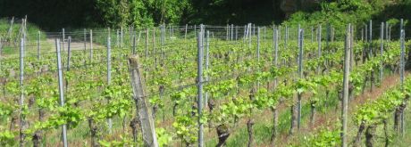 Weinberg im Frühling; Bild Hermann Wiest