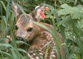 Reh im Feld; Bild LAZBW Wildforschungsstelle