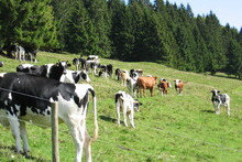 Jungvieh im Schwarzwald; Bild Christine Fabricius, LEL