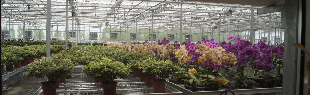 Modernes Gewächshaus mit Azaleen und Orchideen. Gebaut mit holländischem Knowhow