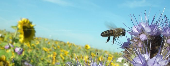 Biene Bluehmischung; Bild Andrea Scholz