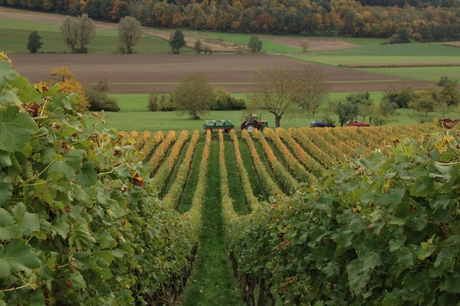 Weinlese