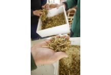 Optische Prüfung von Futter; Bild Susanne Mezger LEL