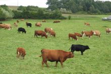 Mutterkuhherde Westhausen; Bild Fabricius