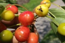 Eine Kirschfruchtfliege (Rhagoletis cerasi) auf einer reifenden Kirsche_